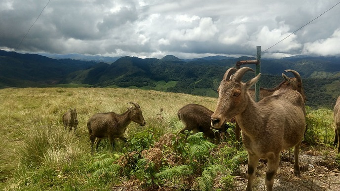 Eravikulam National Park